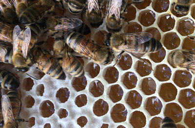 Bienen Bienen