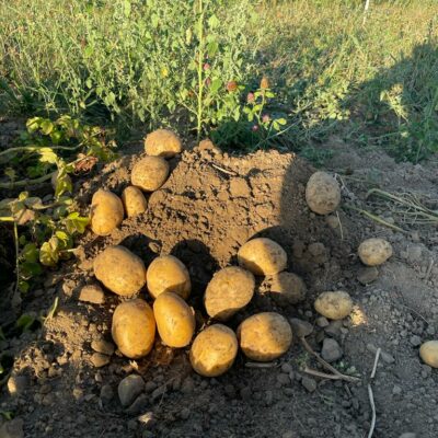 Kartoffel Ernte Naturhof Reichshof Eiershagen Lebendige Beete